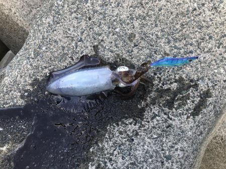 今年初、秋の新子釣行