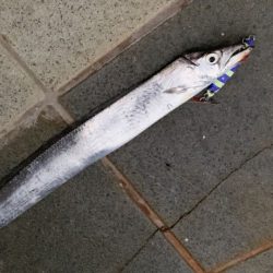 タチウオ爆釣　小タチウオ攻略！