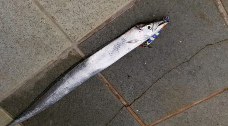 タチウオ爆釣　小タチウオ攻略！