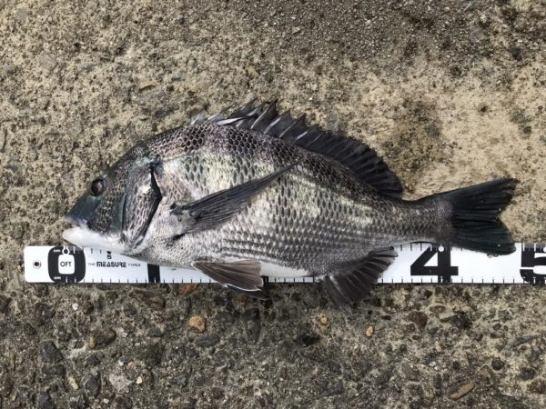 イチノ兄弟、釣果！