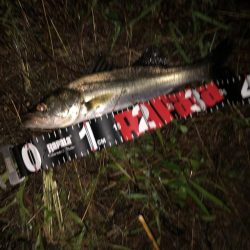 円山川チーバス