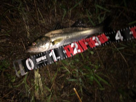 円山川チーバス