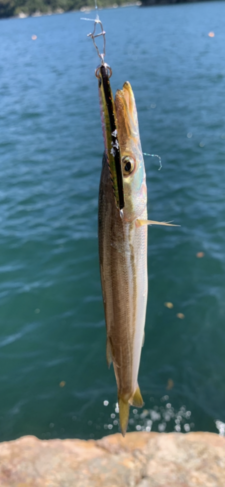 イカ調査がカマス三昧