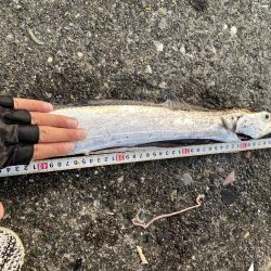 初ドラゴン！！