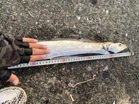 初ドラゴン！！