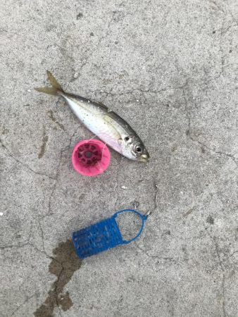 本日も本命無し！