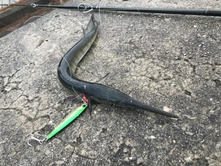 タチウオ 狙うも・・・