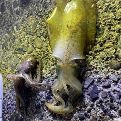 アオリイカ新子