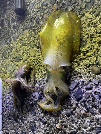 アオリイカ新子