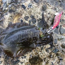 夕方からランガンエギング