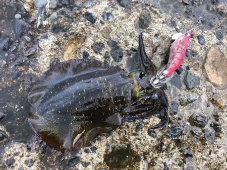 夕方からランガンエギング