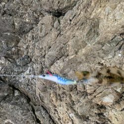 今シーズン初のアオリイカ