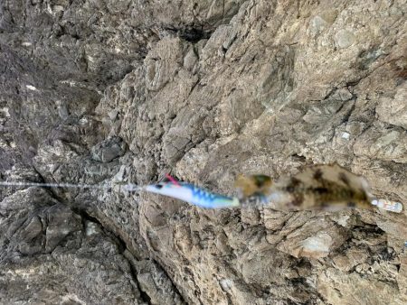 今シーズン初のアオリイカ