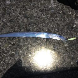 エギング、ジョアジギ釣果