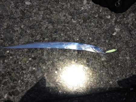 エギング、ジョアジギ釣果