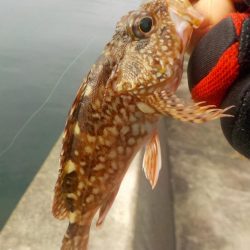 秋イカ釣れます