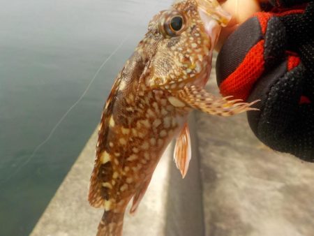 秋イカ釣れます