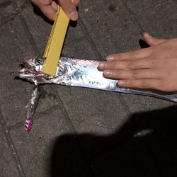 爆風の中タチウオ釣り　何とか釣果