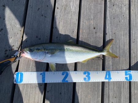 ショアジギング