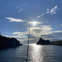 アオリイカ新子