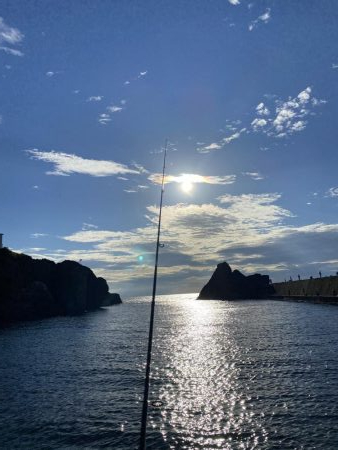 アオリイカ新子