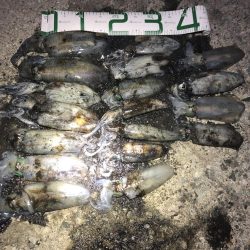 2020 佐渡ヶ島エギング 13回目