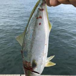 太刀魚からの青物狙い