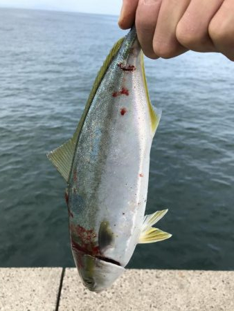 太刀魚からの青物狙い