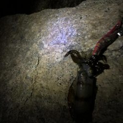 今年の初アオリ