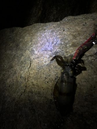 今年の初アオリ