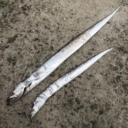 太刀魚ワインド