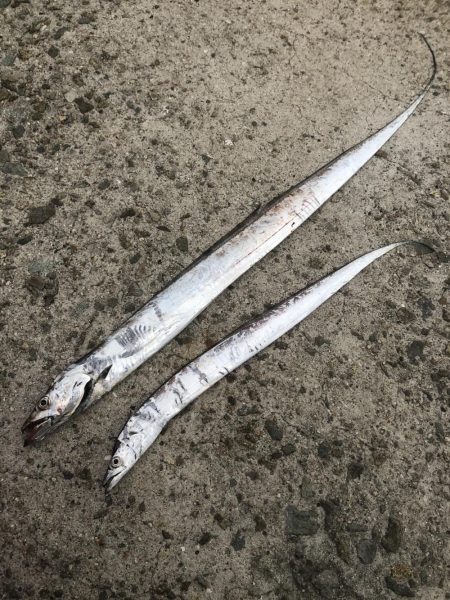 太刀魚ワインド