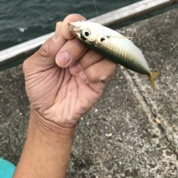アジ、人多め