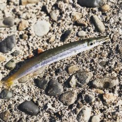 そろそろメッキだよ