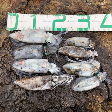 2020 佐渡ヶ島エギング 9回目