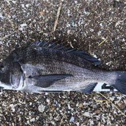 イチノ兄弟、釣果!