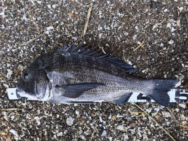 イチノ兄弟、釣果！