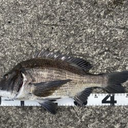 イチノ兄弟、釣果!