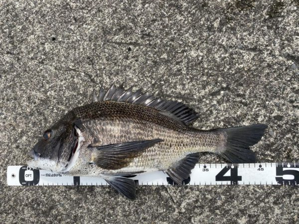 イチノ兄弟、釣果!