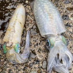 福井で初新子釣り