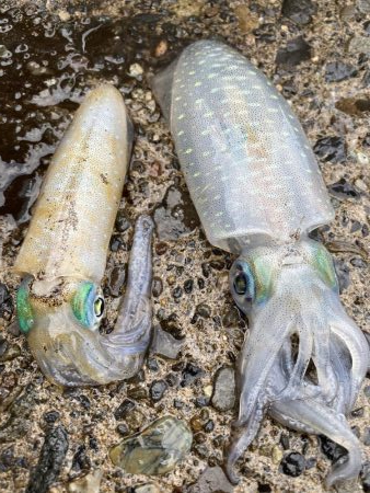 福井で初新子釣り
