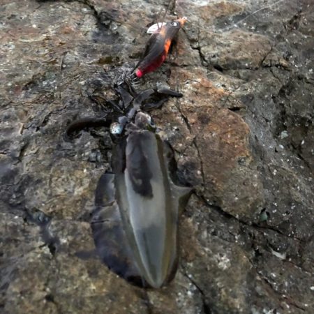 2020佐渡ヶ島エギング2回目