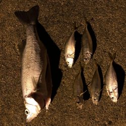 アジとヒラスズキ