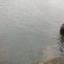 メタルジグにシーバス