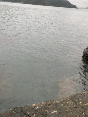 メタルジグにシーバス