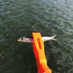 サビキでイワシ祭り