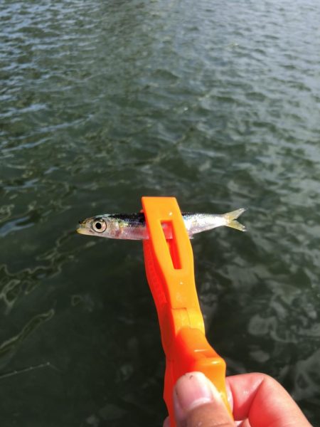 サビキでイワシ祭り