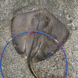 アジは好調エイ地獄