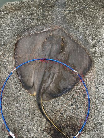 アジは好調エイ地獄