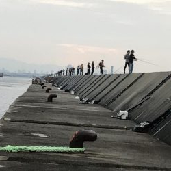 安定の青物坊主